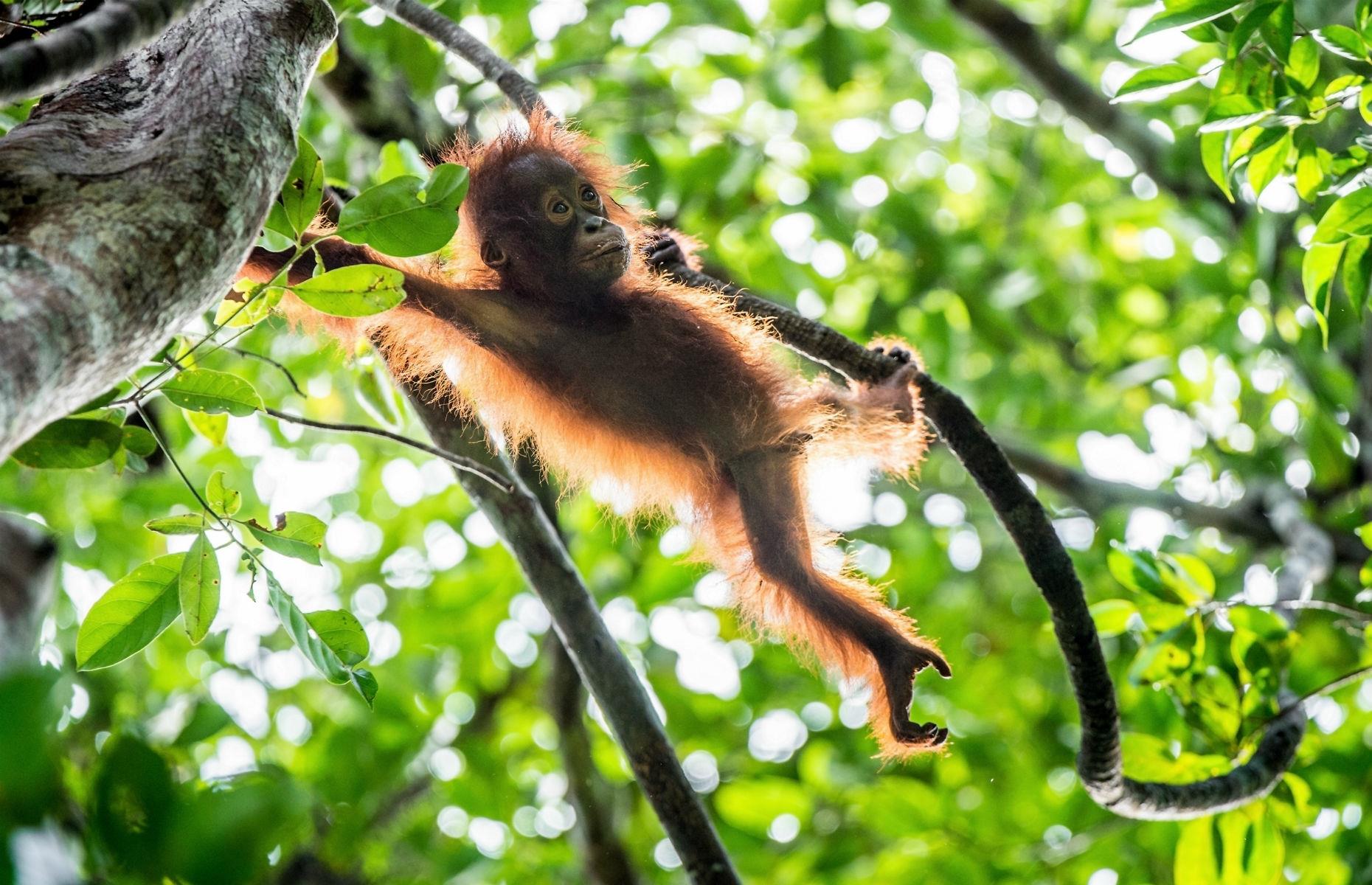 Orangutans in Borneo